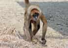 動物図鑑・ジェフロイクモザルの写真 18